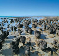 Hamelin Pool Stromatolites - Goulburn Accommodation
