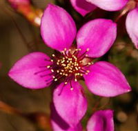 Flora - Goulburn Accommodation