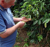 Wombah Coffee Plantation - Goulburn Accommodation