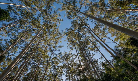 Queens Lake Nature Reserve - Goulburn Accommodation 2
