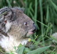 Koala Hospital - Goulburn Accommodation