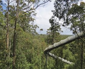 Tarkine Forest Adventures - Dismal Swamp - Goulburn Accommodation 1