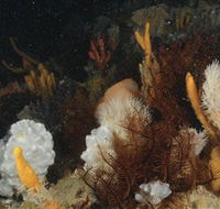 Point Hicks Marine National Park - Goulburn Accommodation