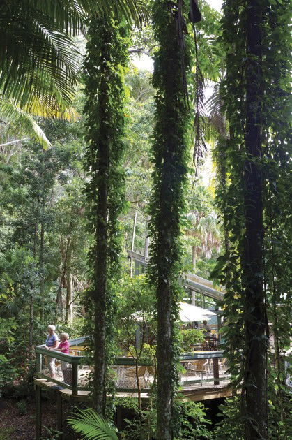 Sea Acres Rainforest Centre - Goulburn Accommodation 1