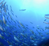 Cape Byron Marine Park - Goulburn Accommodation