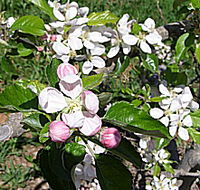 Avro Park Orchards - Goulburn Accommodation