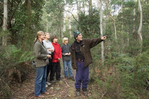 Great Western Tiers Forest Walks Tasmania - Goulburn Accommodation 3