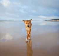 Fraser Island Adventure Tours - Goulburn Accommodation