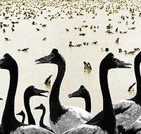 Tin Shed Art Gallery - Goulburn Accommodation