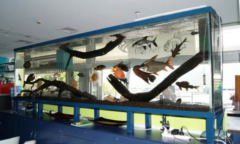 Aquariums In Cairns - Goulburn Accommodation 2