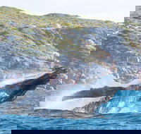 Jet Boat Whale Watching Safari from Dunsborough - Goulburn Accommodation