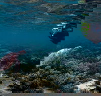 3 Night Ningaloo Reef Snorkel and Dive Getaway from Coral Bay - Goulburn Accommodation