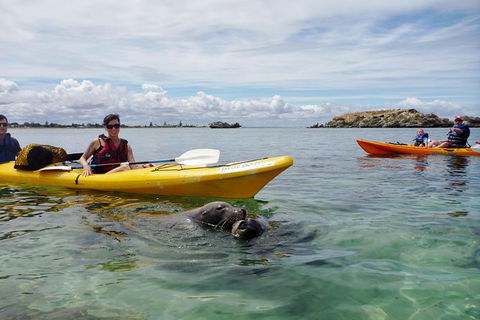 Seal Island And Penguin Island Or Point Peron Sea Kayak Tour - Goulburn Accommodation 1