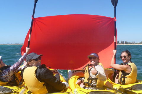 Seal Island And Penguin Island Or Point Peron Sea Kayak Tour - Goulburn Accommodation 2