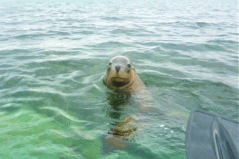 Seal Island And Penguin Island Or Point Peron Sea Kayak Tour - Goulburn Accommodation 4