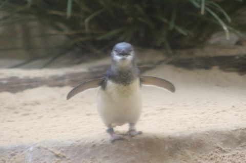 Phillip Island Ultimate Penguin Eco Tour Or Skybox Experience - Goulburn Accommodation 3