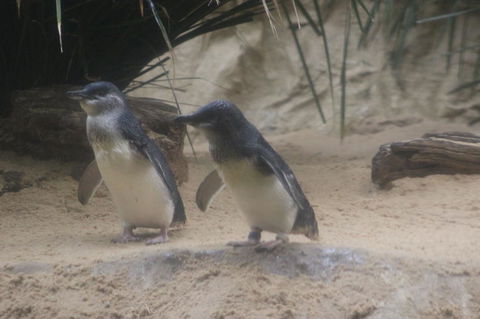 Phillip Island Ultimate Penguin Eco Tour Or Skybox Experience - Goulburn Accommodation 2