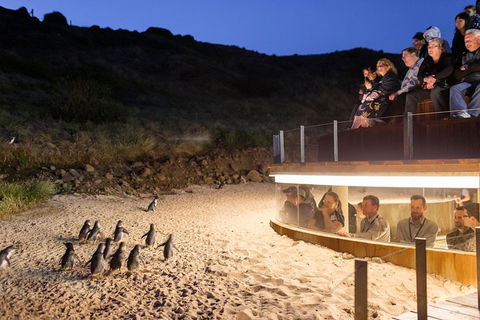 Phillip Island Ultimate Penguin Eco Tour Or Skybox Experience - Goulburn Accommodation 1