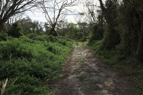 Phillip Island Walking & Bird Watching Tour - Goulburn Accommodation 10