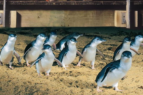 Half Day Phillip Island Penguin Parade PLUS Tour - Goulburn Accommodation 0