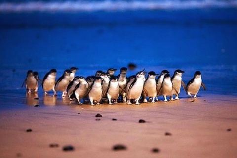 Half Day Phillip Island Penguin Parade PLUS Tour - Goulburn Accommodation 1