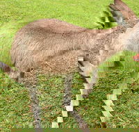 2 Day Exclusively Private Tour Of Phillip Island  The Penguin Parade - Goulburn Accommodation