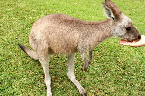 2 Day Exclusively Private Tour Of Phillip Island & The Penguin Parade - Goulburn Accommodation 0