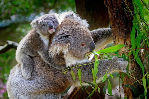 2 Day Exclusively Private Tour Of Phillip Island & The Penguin Parade - Goulburn Accommodation 4