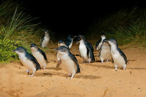 2 Day Exclusively Private Tour Of Phillip Island & The Penguin Parade - Goulburn Accommodation 7