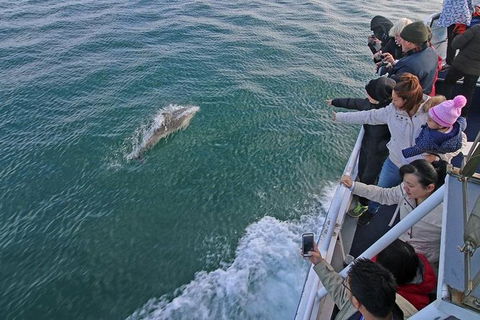 Phillip Island Whale Watching Tour - Goulburn Accommodation 1