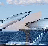 Phillip Island Whale Watching Tour - Goulburn Accommodation
