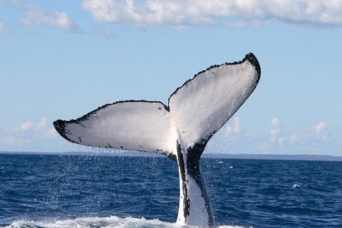Phillip Island Whale Watching Tour - Goulburn Accommodation 0