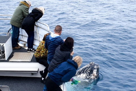 Phillip Island Whale Watching Tour - Goulburn Accommodation 7