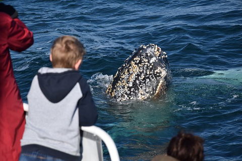 Phillip Island Whale Watching Tour - Goulburn Accommodation 8