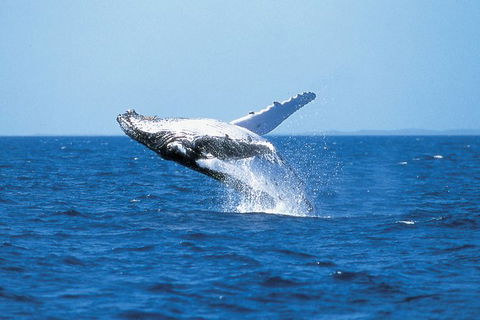 Phillip Island Whale Watching Tour - Goulburn Accommodation 3
