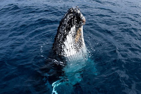 Phillip Island Whale Watching Tour - Goulburn Accommodation 6