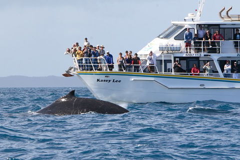 Phillip Island Whale Watching Tour - Goulburn Accommodation 2