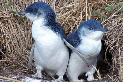 Day Tour Of Phillip Island Nature Parks & Penguins - Goulburn Accommodation 0