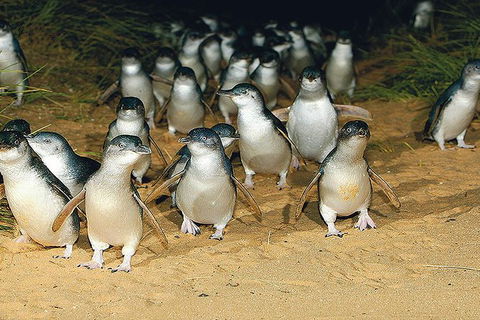 Day Tour Of Phillip Island Nature Parks & Penguins - Goulburn Accommodation 6