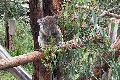 Day Tour Of Phillip Island Nature Parks & Penguins - Goulburn Accommodation 3