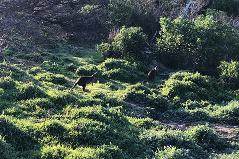 Day Tour Of Phillip Island Nature Parks & Penguins - Goulburn Accommodation 8