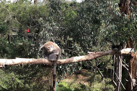 Day Tour Of Phillip Island Nature Parks & Penguins - Goulburn Accommodation 4