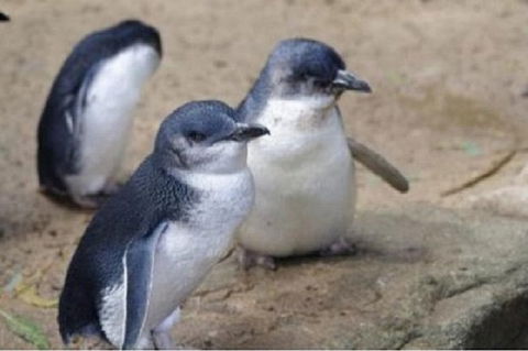 Phillip Island Tour Including Phillip Island Penguin Parade - Goulburn Accommodation 1