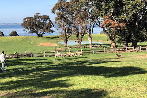 Phillip Island Tour Including Phillip Island Penguin Parade - Goulburn Accommodation 8