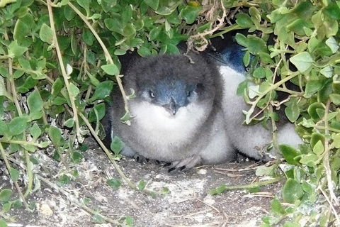 Phillip Island Tour Including Phillip Island Penguin Parade - Goulburn Accommodation 7
