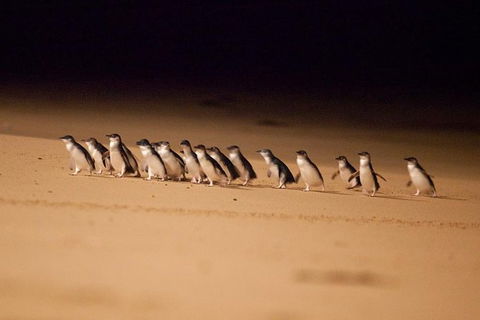 Melbourne Attractions Pass Including Melbourne Zoo, Hop-on Hop-off Bus And SEA LIFE Aquarium - Goulburn Accommodation 9