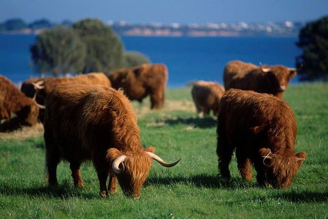 Phillip Island Churchill Island Heritage Farm: Entry Ticket - Goulburn Accommodation 1