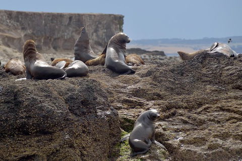 Phillip Island Wildlife Cruise With Optional Penguin Parade And 3 Park Pass - Goulburn Accommodation 1