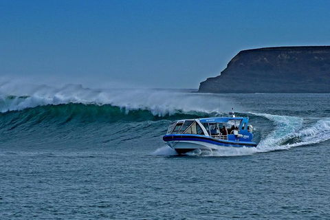 Phillip Island Wildlife Cruise With Optional Penguin Parade And 3 Park Pass - Goulburn Accommodation 0