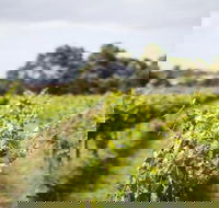 Phillip Island Wine Experience Tour - Goulburn Accommodation